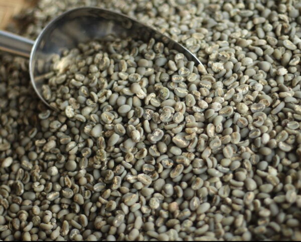 Gayo